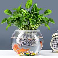 易萌 桌面鱼缸 小型 创意  圆形 水培容器 玻璃花盆绿萝花盆15cm(预约，1000件)