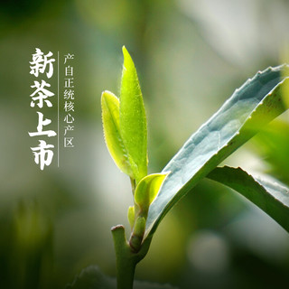 越乡 茗茶 2022新茶明前豆香型龙井250g茶叶绿茶春茶散装