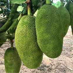 沃多鲜 海南黄肉菠萝蜜 单果20-25斤装