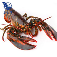 乐食港 鲜活波士顿龙虾（450g-550g 2只装） 大龙虾 海鲜水产波龙加拿大进口