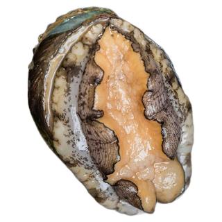 澳角灯塔 鲜冻鲍鱼 200g