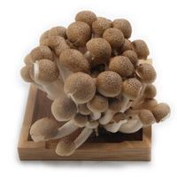 GREENSEER 绿鲜知 黑蟹味菇 蘑菇 约150g  火锅涮菜 新鲜蔬菜
