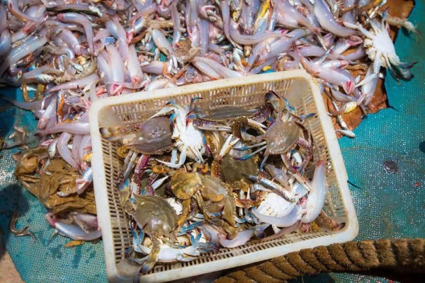 大海沙滩海鲜！品牌新一代设计！这里都有了！宁波象山绿城喜来登度假酒店