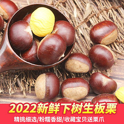 栗品优 2022新板栗新鲜生板栗正宗生油栗毛栗子500g