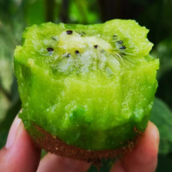GUO YI MAN 果伊满 陕西翠香猕猴桃 中果 30枚装（单果70-90g）