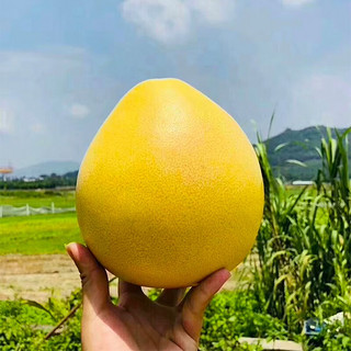 粤云山 红心柚 2.5kg