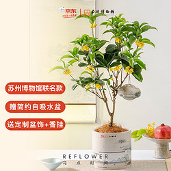 REFLOWER 花点时间 苏州博物馆联名桂花盆栽-自吸水盆款