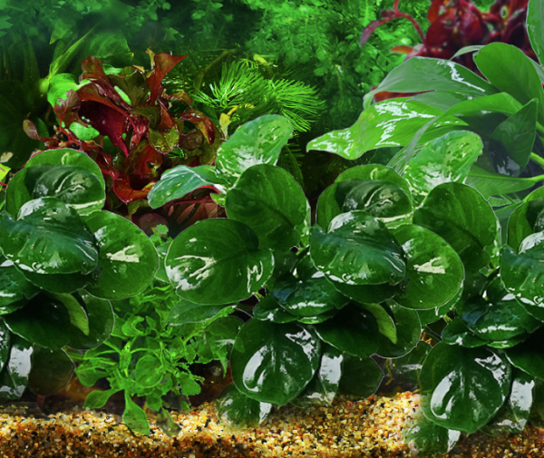 yee 意牌 鱼缸活体水草 金钱榕 10-12cm