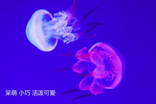 萌新宠物——可以家养的水母,新手养水母一站式介绍!