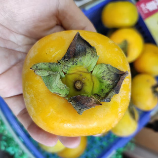 乌岽山 甜脆柿子 1.25kg
