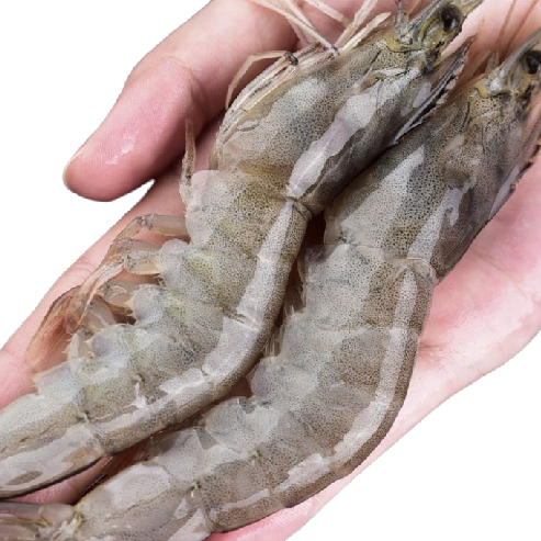 XYXT 虾有虾途 青岛海水大虾 单只11-14cm 2kg