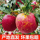 大凉山丑苹果4/5斤当季新鲜水果冰糖心整箱批发