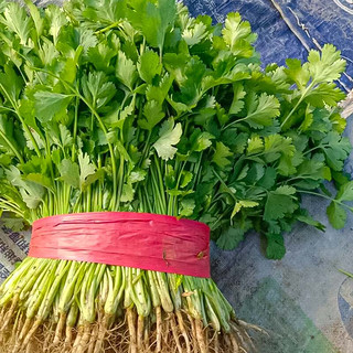 寿禾 香菜种子耐热大叶浓香型蔬菜种籽 傲夏耐热香菜种子250克（50gx5袋）