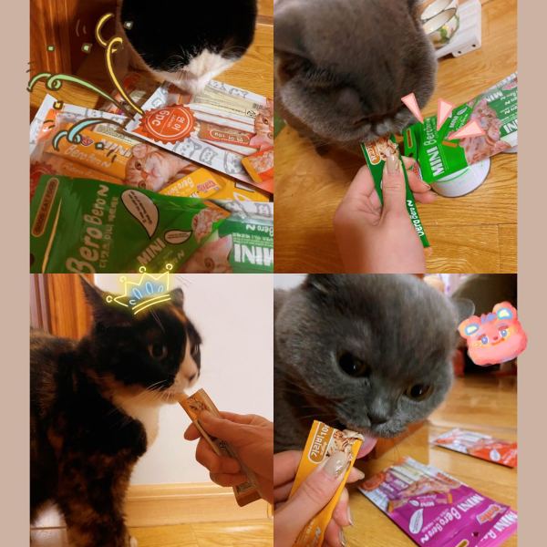 猫太郎,来吃肉啦!带你打开小众宠物品牌的正确购买方式!