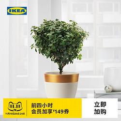 IKEA 宜家 LIMEPEPPAR莱姆派帕花盆VITPEPPAR维特派帕托碟现代