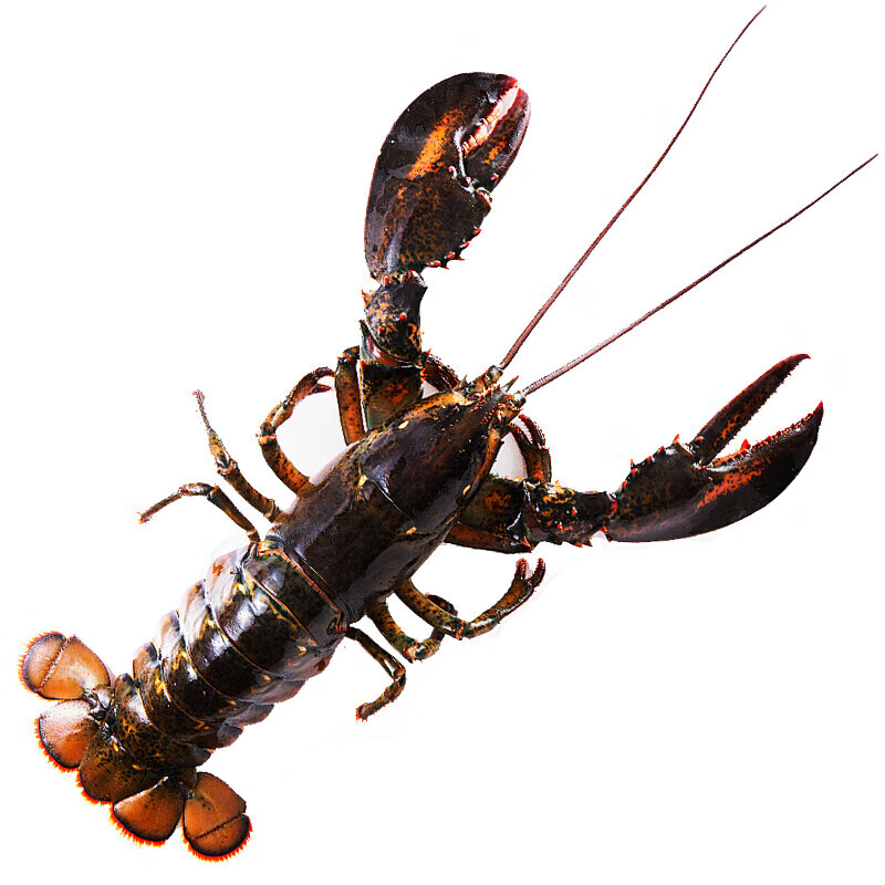 渔传播 FISHERY PROPAGATION 波士顿龙虾