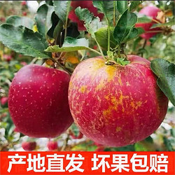 大凉山 丑苹果4/5斤当季新鲜水果冰糖心整箱批发