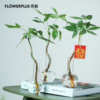 FlowerPlus 花加 风清财子 发财树 水培 双组装含盆