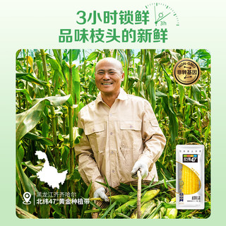 北纬47° BEIWEI）水果玉米甜玉米200g*6穗  即食玉米鲜玉米棒 低脂低GI早餐健身