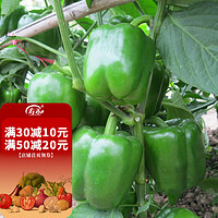 寿禾 shouhe 彩椒种子灯笼椒青椒菜椒种苗方椒秋季播种蔬菜苗种苗寿光菜种籽菜籽 赛尔威F1（绿）甜椒种子 50粒原装