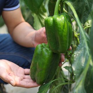 寿禾 彩椒种子灯笼椒青椒菜椒种苗方椒秋季播种蔬菜苗种苗寿光菜种籽菜籽 赛尔威F1（绿）甜椒种子 50粒原装