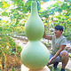 种菜记 巨型特大葫芦种子 巨型大葫芦种子10粒+豆粕肥1斤