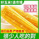 Northeast Peasant Madame 东北农嫂 黄糯玉米 180g*8袋