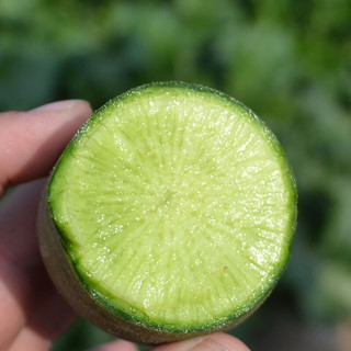 shawoshuguang 沙窝曙光 沙窝萝卜 2.5kg 礼盒装