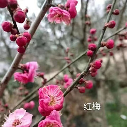 落沙园 四季梅花盆栽 红色