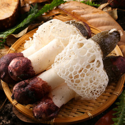 玉翔 云南特级新鲜野生竹荪500g黑帽短裙火锅搭配食用菌煲汤食材盒装
