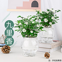 抖音超值购：花都 广州花都 九里香开花植物盆栽四季常青好养绿植