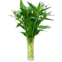 姬卉 富贵竹 80CM 10棵