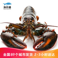 渔传播 FISHERY PROPAGATION 同城速配 加拿大鲜活波士顿龙虾450-500g 1只波龙大龙虾
