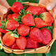 露天高山红颜99牛奶草莓礼盒装 精选中果5斤礼盒装