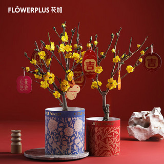 花加（flowerplus）「年宵绿植小号蜡梅+加仑盆+盆套」节日美观桌面装饰