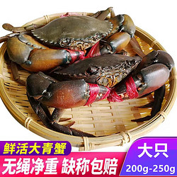 鲜活大青蟹大螃蟹  缅甸黄膏蟹1.8两-2.2两/只