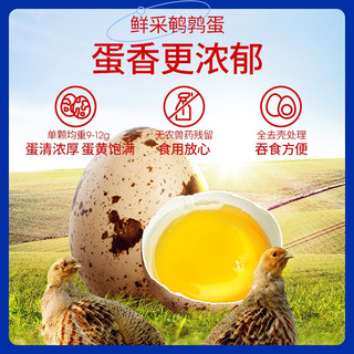  盐津铺子 即食 鹌鹑蛋