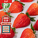 丹东牛奶草莓甜草莓 3斤草莓大果