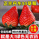 正宗丹东99草莓新鲜水果现摘红颜牛奶草莓一整箱水果批发