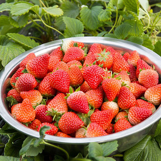 四川大凉山新鲜红颜露天种植草莓 现摘现发 4盒装中果（单果12克+）