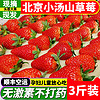 珍鲜集北京小汤山草莓新鲜红颜奶油大草莓现摘应季孕妇水果 2斤尝鲜装 25-30克大果
