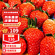 丹东99草莓 大果3斤 单果25g-30g