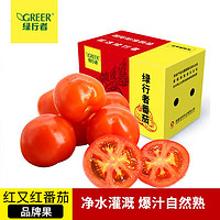 GREER 绿行者 红又红番茄品牌果5斤大西红柿子新鲜蔬菜孕妇水果生吃