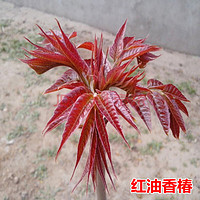CHUANGSHIJI 香椿树苖红油香椿苗绿油红油香椿4年苗 80cm(含)-89cm(含)