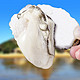 鲜鲜滋谷  鲜活山东生蚝牡蛎海蛎子 XL 1斤(5-7个)