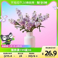 花点时间 紫罗兰鲜切花室内花卉客厅装饰植物云南直发鲜花