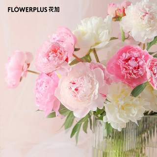 FlowerPlus 花加 四川芍药10枝随机色