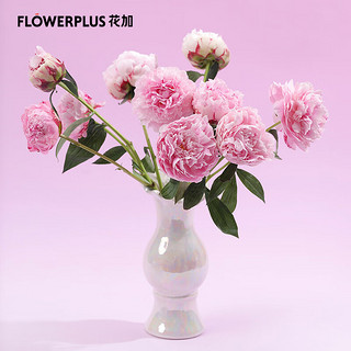 FlowerPlus 花加 四川芍药10枝随机色