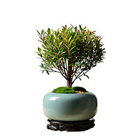小叶赤楠盆景 瓷盆+苔藓+底座