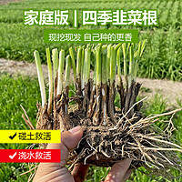 醉花枝 韭菜根独根苗200棵 阳台盆栽种菜四季种苗农家菜园大宽叶